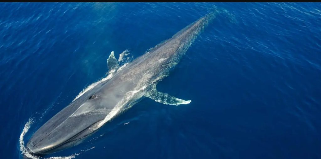 Blue Whale (Length)