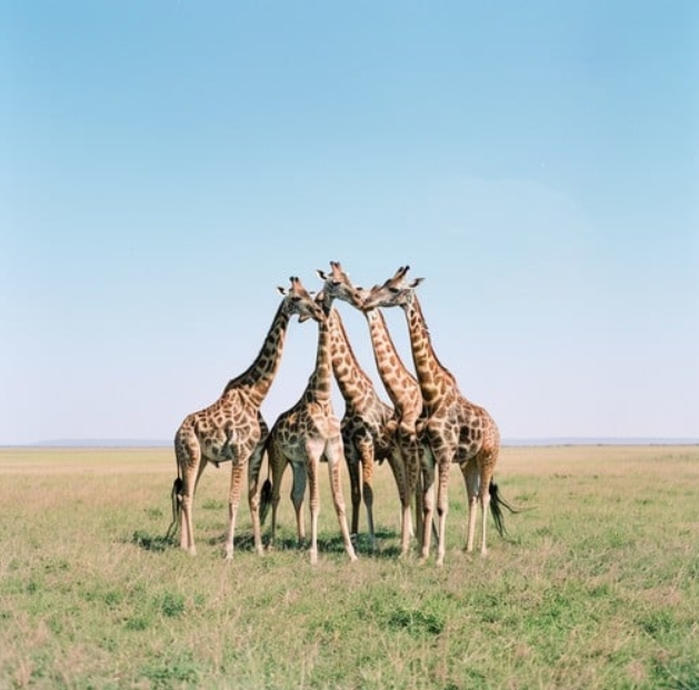Four Adult Giraffes Stacked