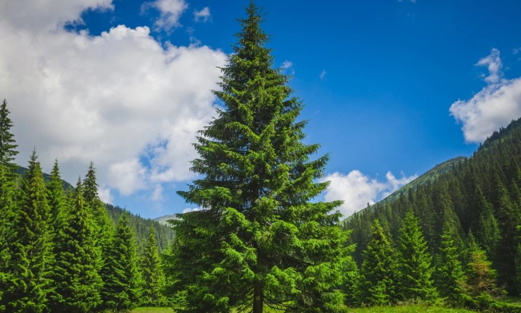 Pine Tree
