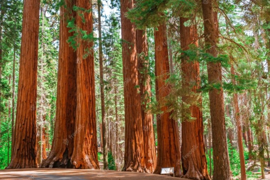 Redwood Tree