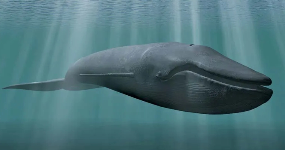 A Blue Whale Nature’s 90-Foot Wonder