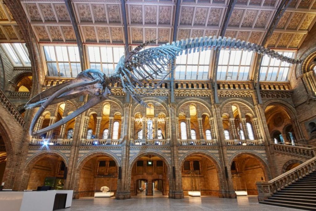 Blue Whale Skeleton in a Museum