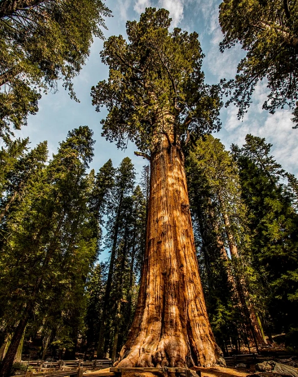 Giant Sequoia Tree Branch