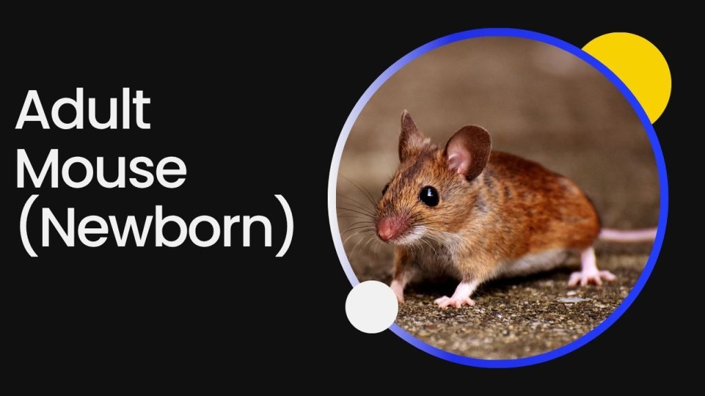 Adult Mouse (Newborn)