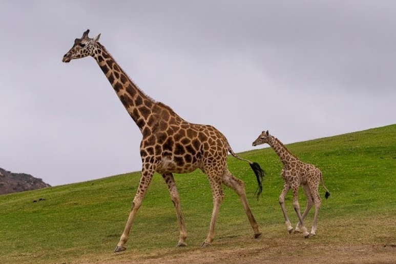 Giraffe Calf